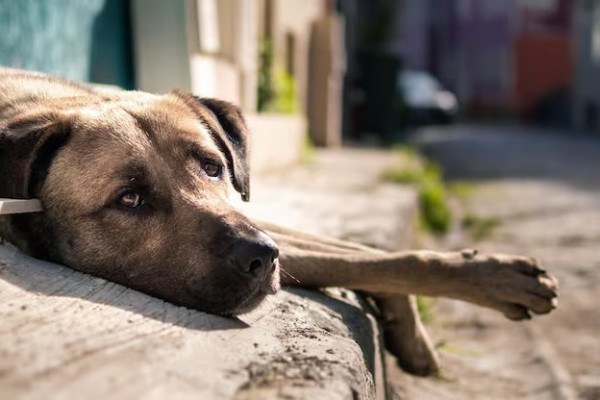 Cães foram encontrados em situações precárias em canis