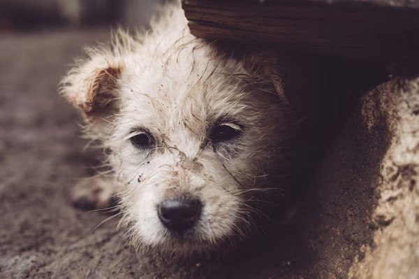 Cães foram encontrados em situações precárias em canis