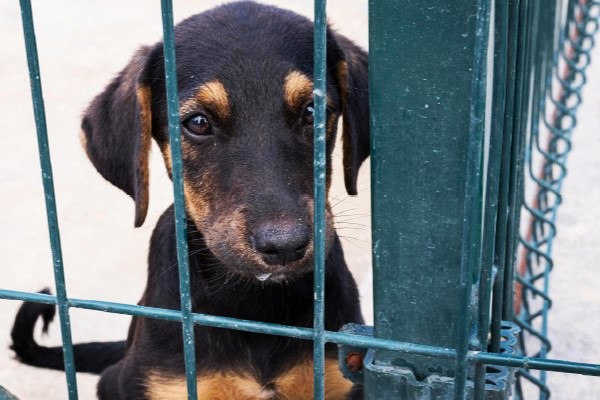 Cerca de 45 c&atilde;es s&atilde;o encontrados em abrigo irregular em Bezerros - Foto: MPPE/ Divulga&ccedil;&atilde;o