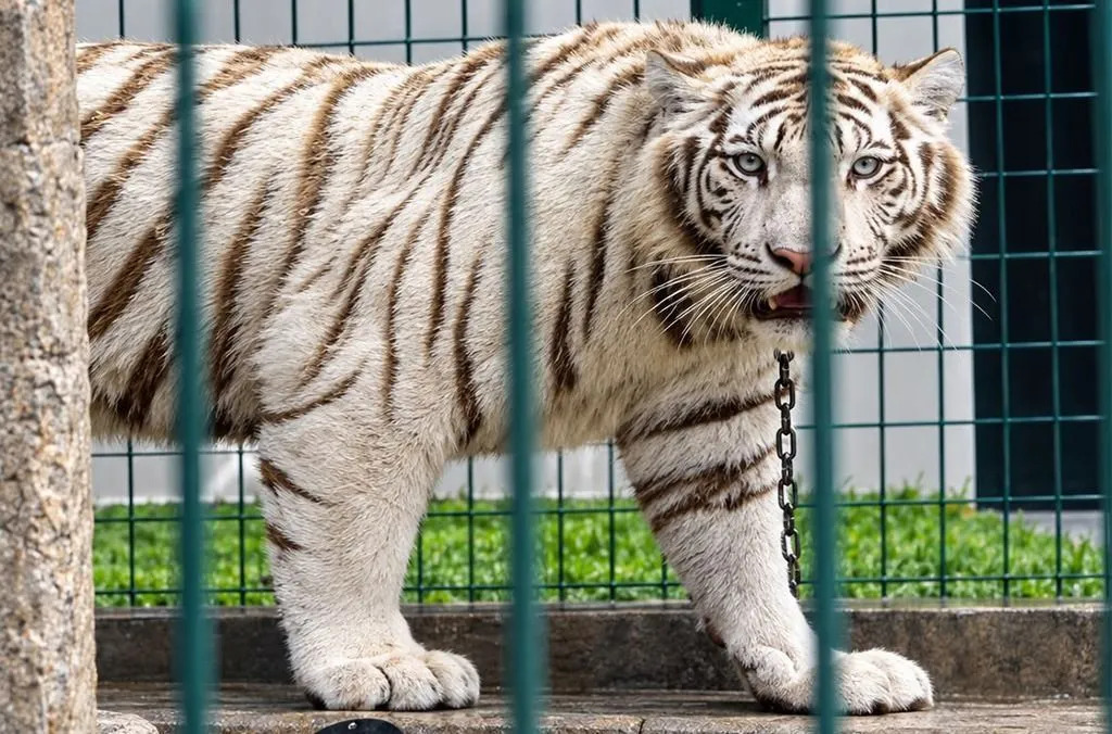 Tigre-branco é resgatado de rede de tráfico de animais na América Latina e no Caribe/Interpol/Divulgação