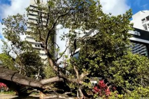 &Aacute;rvore tomba na Avenida Rosa e Silva, no bairro dos Aflitos