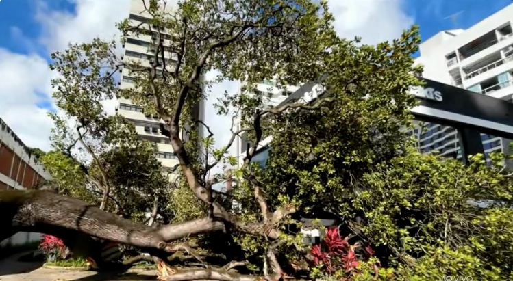 Árvore tombou nests sexta-feira (9)/Foto: Reprodução/TV Globo
