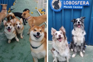 Cadastro de animais &eacute; feito pela internet com login do Gov.br.