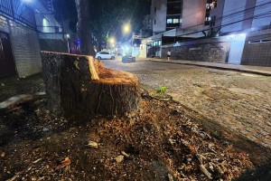 &Aacute;rvores que j&aacute; haviam sido tombadas s&atilde;o demolidas no Recife