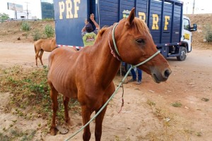Cavalos s&atilde;o encontrados com frequ&ecirc;ncia em rodovias de Pernambuco e muitas vezes se envolvem em acidentes