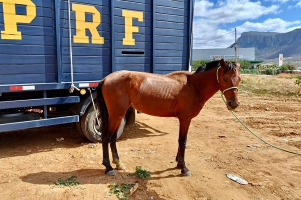 Cavalo resgatado pela PRF em Pernambuco (Foto: PRF/Divulgação)