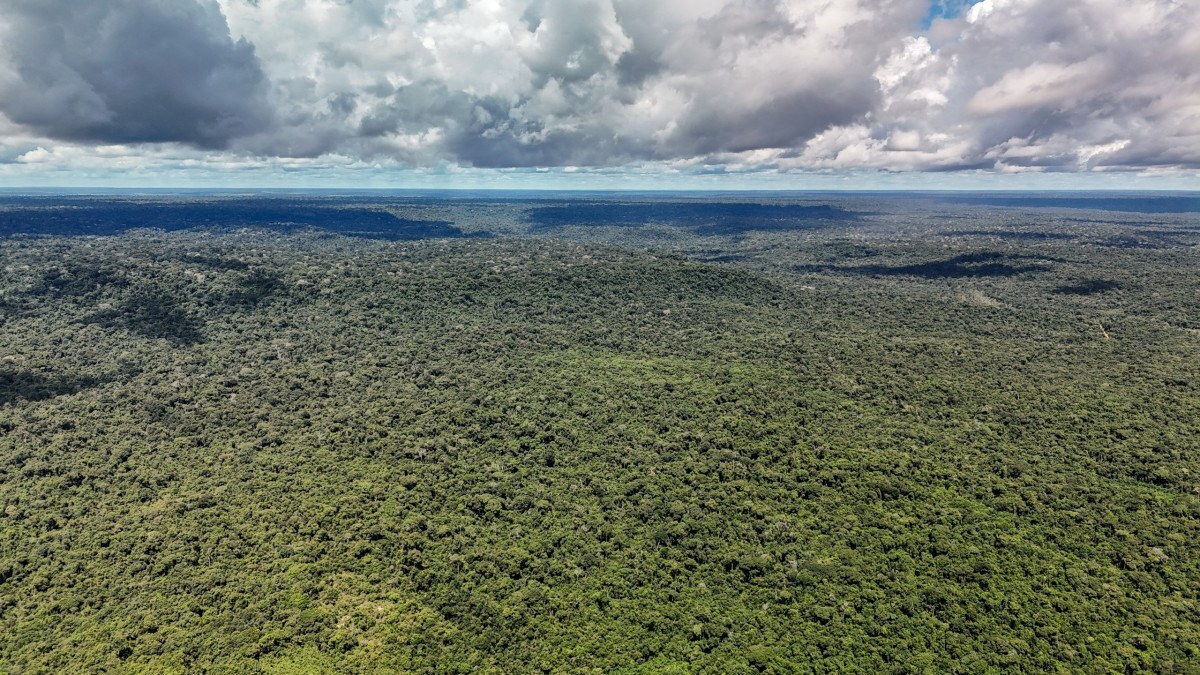 Na Amazônia, a área desmatada caiu para 3.335 km. /Foto: Rafa Neddermeyer/Agência Brasil