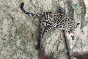 On&ccedil;a foi capturada e morta logo ap&oacute;s o ataque