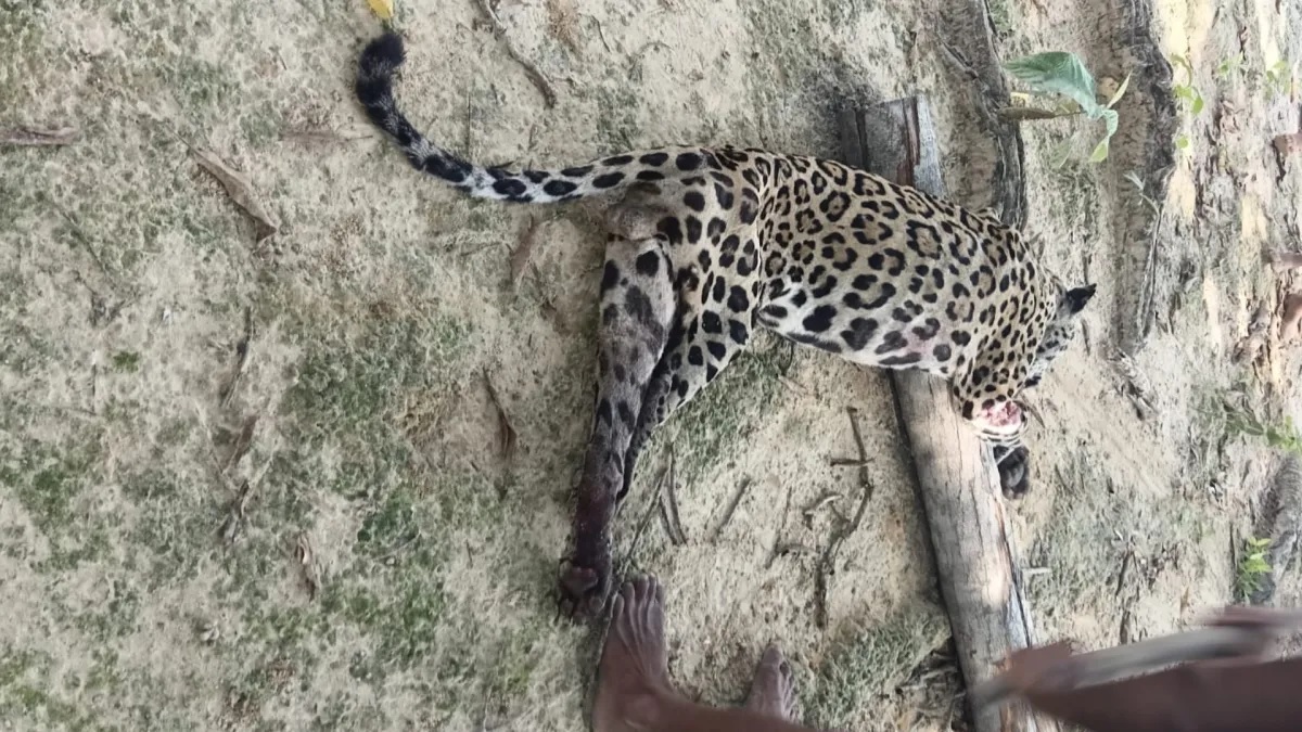 Onça foi capturada e morta logo após o ataque/Reprodução