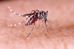 Sobe para seis o n&uacute;mero de mortes por dengue em Pernambuco&nbsp;