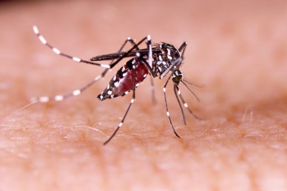 O último óbito por dengue registrado no estado tinha acontecido no dia 7 de maio, no qual vitimou um homem de 60 anos, morador de Olinda. 
/Foto: Reprodução / Freepik