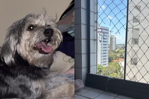 A cadela Lis teria despencado ap&oacute;s a viola&ccedil;&atilde;o da tela de prote&ccedil;&atilde;o do aparamento