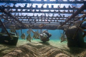 O projeto de bioeconomia e restaura&ccedil;&atilde;o ecol&oacute;gica atua na recupera&ccedil;&atilde;o de ecossistemas recifais por meio do cultivo e do transplante de corais
