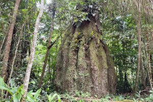 Floresta amaz&ocirc;nica conservada em Caracara&iacute;-RO