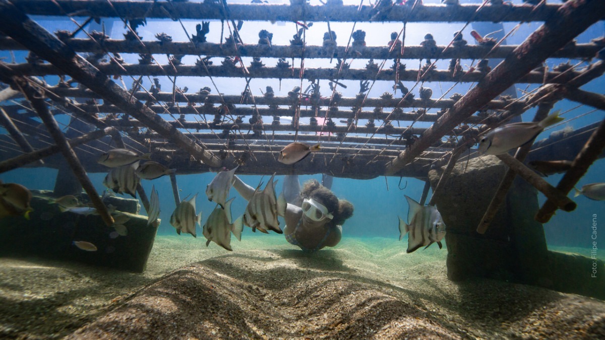 O projeto de bioeconomia e restauração ecológica atua na recuperação de ecossistemas recifais por meio do cultivo e do transplante de corais
/Foto: Filipe Cadena/Divulgação