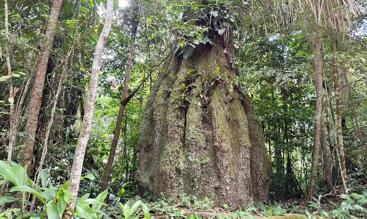 Floresta amazônica conservada em Caracaraí-RO/FABÍOLA SINIMBÚ /AGÊNCIA BRASIL