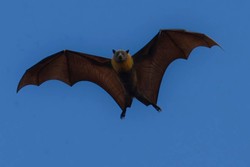 
Morcegos de pênis gigantes podem fazer sexo por até 12 horas