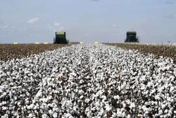 Com modelo 'sustentável', Brasil acelera na corrida do algodão (Foto: Evaristo Sa/AFP)