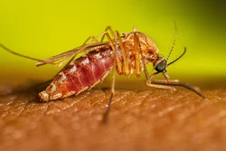A Febre Oropouche  transmitida por um mosquito, o Culicoides paraensis