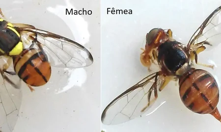 Mosca-da-carambola: inseto leva quatro estados  emergncia fitossanitria