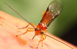 Parasitoide com tecnologia 100% nacional é capaz de controlar moscas-das-frutas (Foto: Paulo Lanzetta)