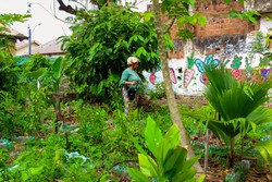 Grande Recife ter 1 Escola de Agriculturas Urbanas e Periurbanas (Foto: Divulgao )
