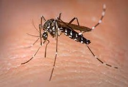 Mosquito Aedes aegypti transmite arboviroses