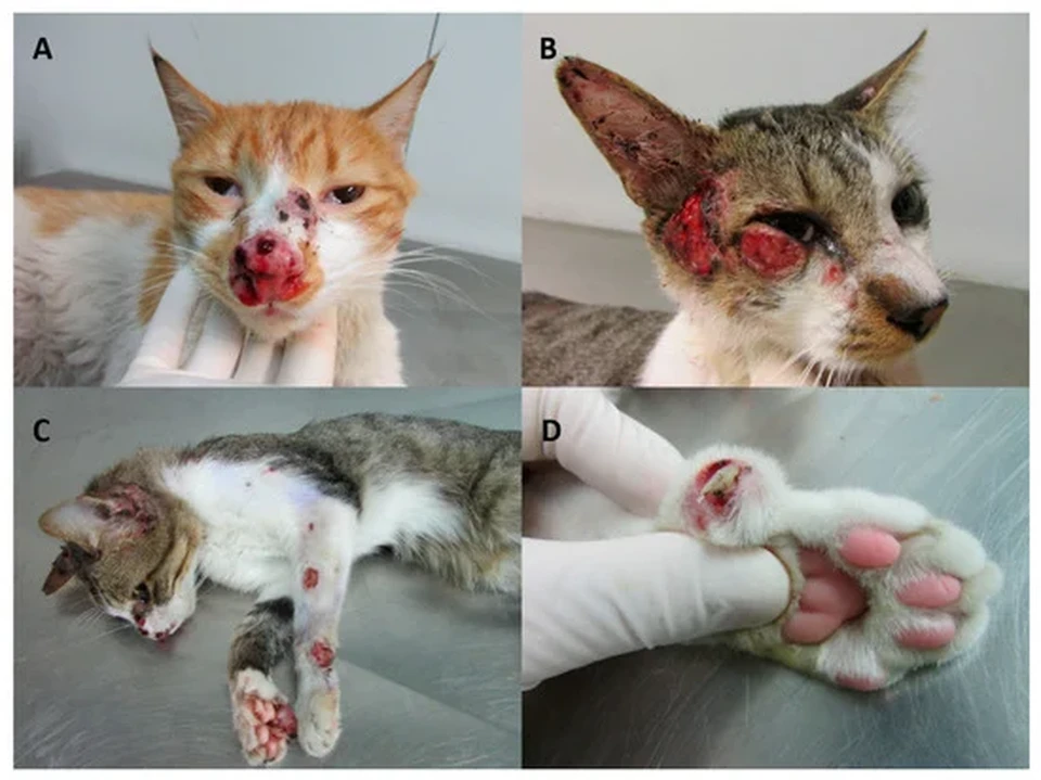  (Foto: Lapclin-Dermzoo/INI/Fiocruz)