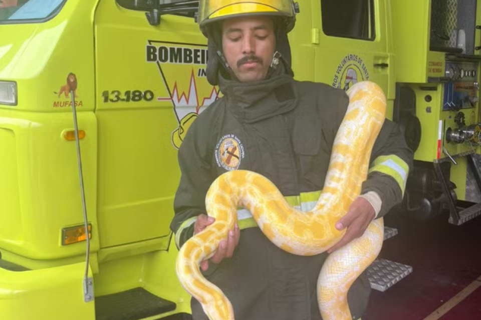 
Bombeiro voluntrio segura cobra capturada no porto de uma casa em Santa Catarina (foto: Corpo de Bombeiros Voluntrios de Indaial)