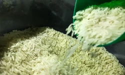 Produo de arroz no Rio Grande do Sul tem previso de perdas entre 800 mil e a um milho de toneladas por causa das inundaes