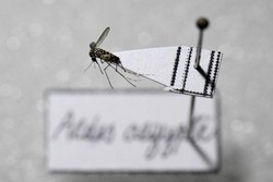 Rio de Janeiro decreta fim da epidemia de dengue na cidade