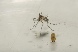 Mais da metade da popula��o mundial corre risco de infec��o pelo Aedes (Cr�dito: Funda��o Oswaldo Cruz )