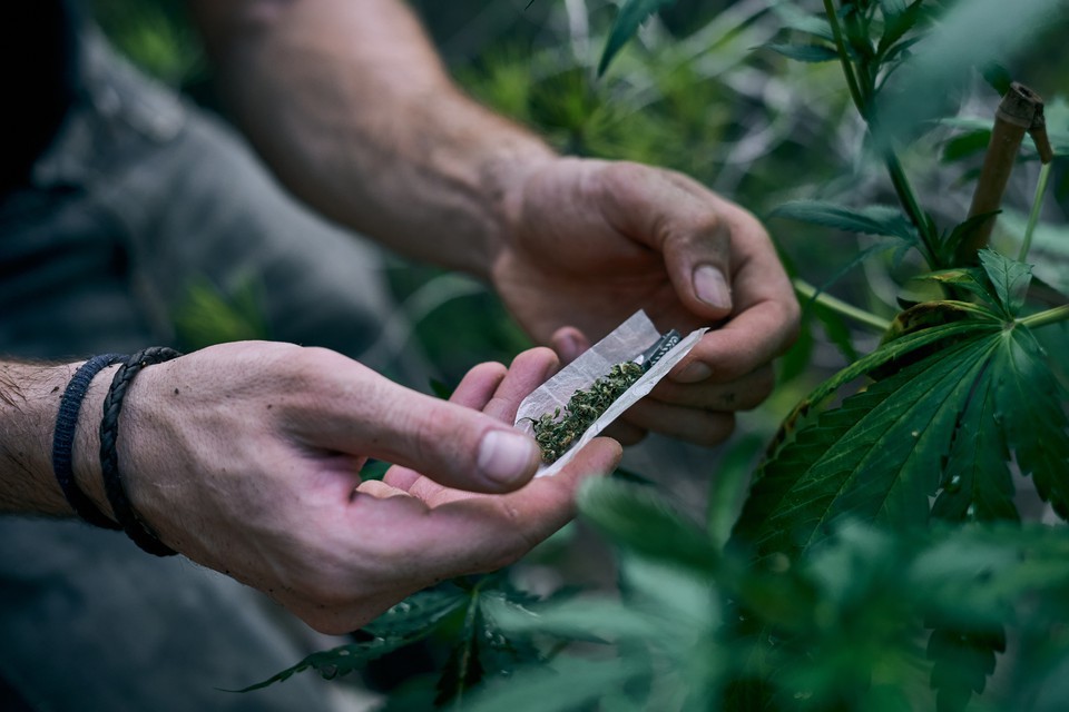 O supremo alerta que a descriminalizao no legaliza uso da droga (foto: Freepik )