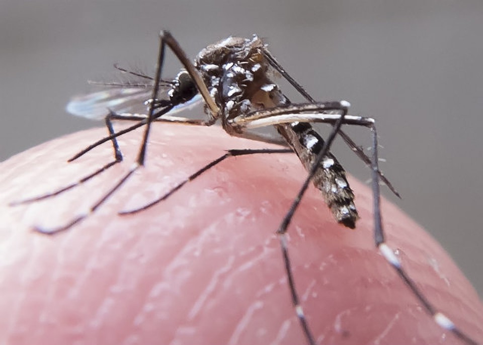 Mosquito Aedes aegypti, causador da dengue (Foto: Fotos Pblicas)