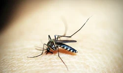O vírus da dengue pode ser transmitido pela picada de fêmeas de Aedes aegypti infectadas