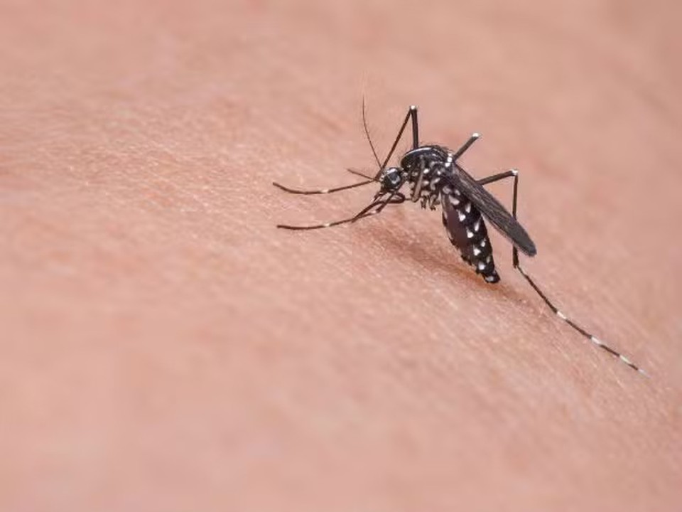 Mosquito Aedes aegypti transmite dengue  (Foto: Pixabay )