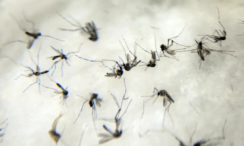 Mudanças climáticas podem agravar quadro de doenças como dengue e zika –  Mídia News Campo Grande