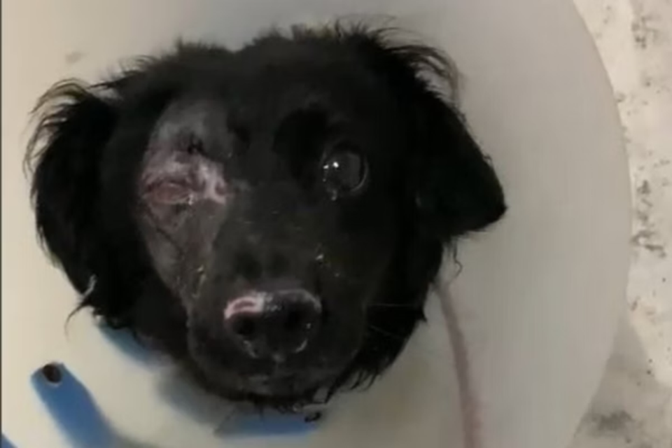 Foto colorida da cara de cachorro vira lata preto, cego do olho direito
 (Crdito: Divulgao/Polcia Civil)