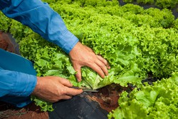Em Pernambuco, a agricultura familiar ocupa mais de 50% das terras 