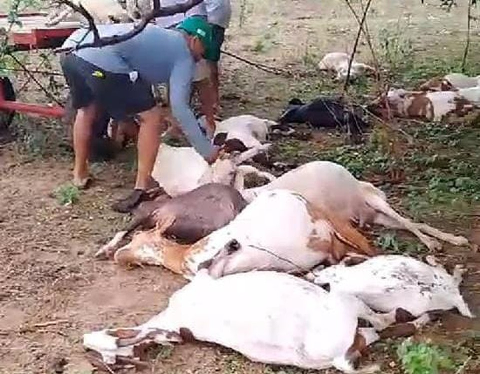 De acordo com o criador dos animais, o prejuzo foi de R$ 10 mil (Foto: Reproduo/Twitter)