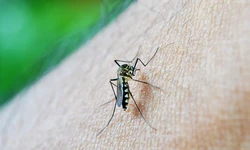 Pernambuco se aproxima dos 2,5 mil casos confirmados de dengue; Estado tem baixa procura pela vacina (Foto: Pixabay)