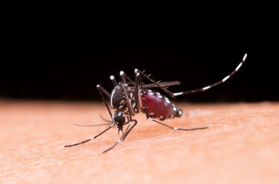 Entre os dias 31 de dezembro de 2023 e 20 de janeiro de 2024, foram confirmados 35 casos de dengue. (Foto: Freepik)