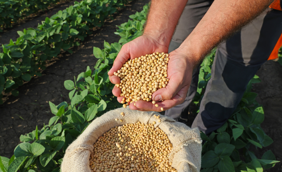 A parceria assegura ao agricultor familiar a certeza de uma demanda fixa por parte da Cozinha Comunitria e promove a  segurana de renda (Foto: Divulgao/Mapa)