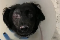 Foto colorida da cara de cachorro vira lata preto, cego do olho direito
