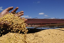 Safra de 2024 deve ter queda de 3,2% frente a 2023, diz IBGE (foto: Cadu Gomes/CB/D.A Press)