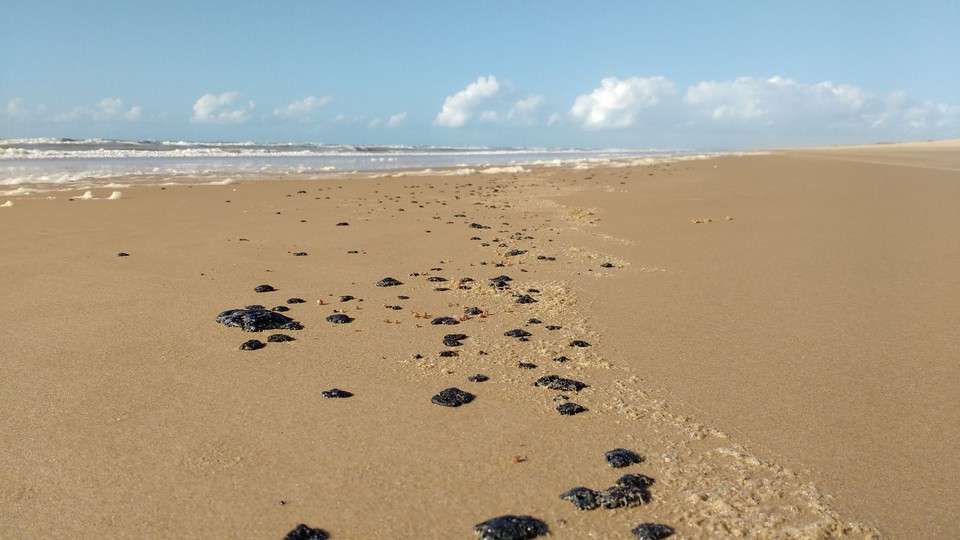  (Foto: Ibama/Divulgao)
