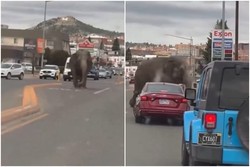 Vdeo: elefante foge de circo pela terceira vez e anda pelas ruas (foto: Reproduo/Redes sociais )