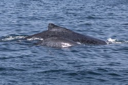 Costa fluminense é corredor migratório de baleias-jubarte (Foto: Bia Hetzel/Projeto Ilhas do Rio)