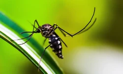 Brasil atinge 1,6 mil mortes confirmadas por dengue (Foto: Pixabay)