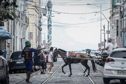 Ministério Público recomenda retirada das carroças do Recife (Paulo Paiva/Arquivo DP.
)